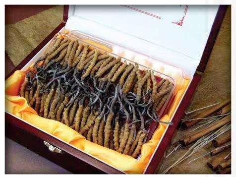 隆阳冬虫夏草回收